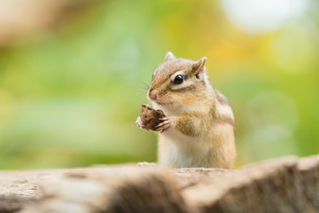 胡桃を食べるシマリス