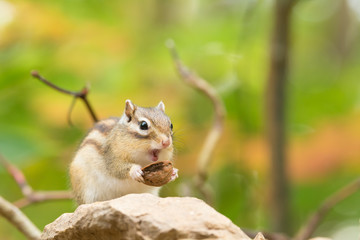 胡桃を食べるシマリス © stockfoto