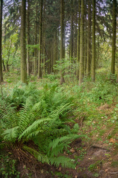 Spruce forest © Gucio_55