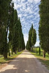 Toscania, Włochy, cyprysowa aleja, Krajobraz wiejski - obrazy, fototapety, plakaty