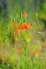 Krajobraz wiejski, maki © janmiko