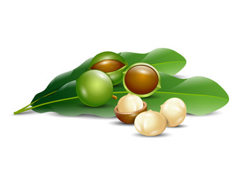 macadamia nuts white background natural organic