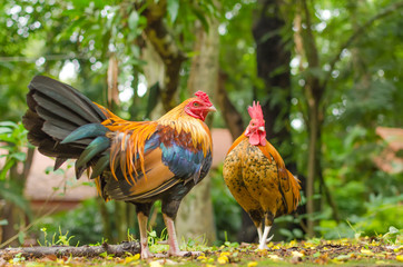 Two jungle chicken at the garden