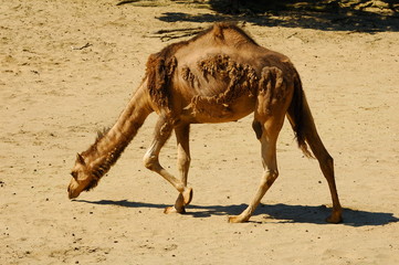 Wielbłąd , Camelus dromedarius © janmiko