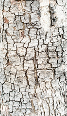 grunge wood bark texture background