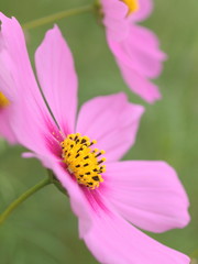 Obraz premium ピンクのコスモス