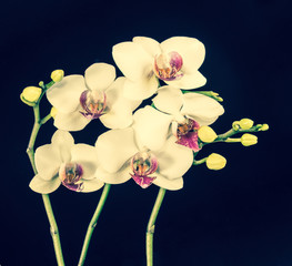 Fototapeta na wymiar Blooming branches white orchid flower (phalaenopsis) with bud to