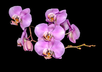 beautiful gentle lilac branch orchid, phalaenopsis on black back