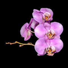 Fototapeta na wymiar beautiful gentle lilac branch orchid, phalaenopsis on black back
