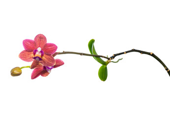 Blooming child red orchid flower, phalaenopsis with roots and le