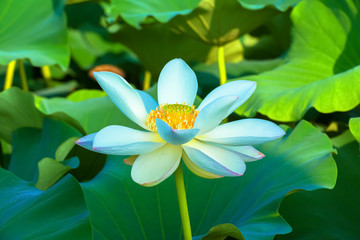 White lotus flower