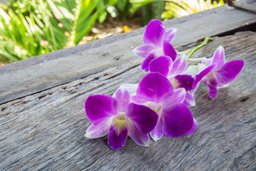beautiful Dendrobium orchid on table