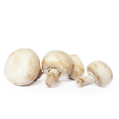 Champignons de paris