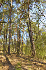 Bosco