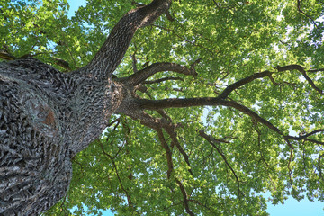 Fototapeta na wymiar Upper branches of tree