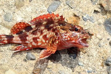 Hilgendorf saucord (Helicolenus hilgendorfi) in Japan
