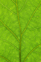 Fototapeta na wymiar oak leaf structure closeup