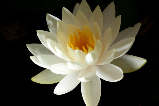 White lotus flower on black background