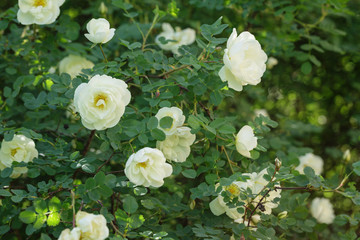 white rose briar blooming