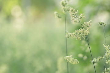 meadow weed grass in summer