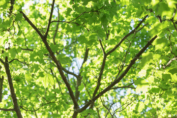 low angle photo of maple tree