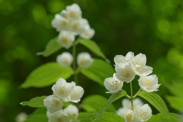 beautiful jasmine white flowers
