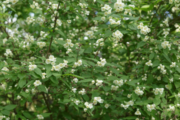 beautiful jasmine white flowers