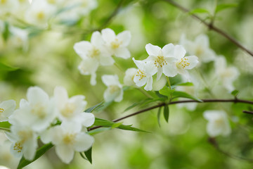 Obraz na płótnie Canvas beautiful jasmine white flowers