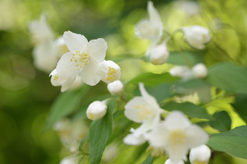 Obraz na płótnie Canvas beautiful jasmine white flowers