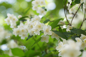 beautiful jasmine white flowers