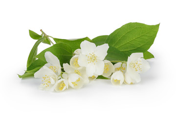 Obraz na płótnie Canvas fresh jasmine flowers