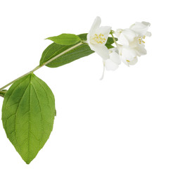 Naklejka na ściany i meble fresh jasmine flowers