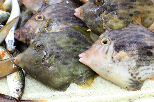 Thread-sail filefish (Stephanolepis cirrhifer) in Japan 