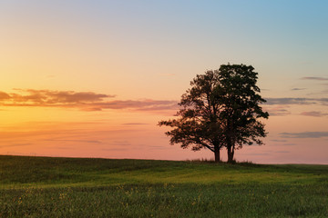 two oak trees close together