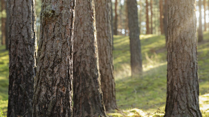tranquil pine forest lanscape