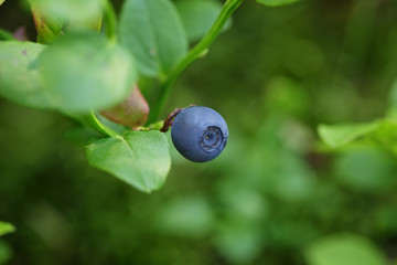 blueberry in the forest low light