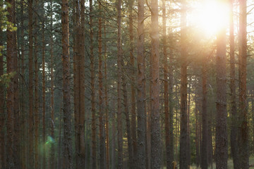 Fototapeta na wymiar tranquil pine forest lanscape