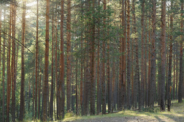 tranquil pine forest lanscape