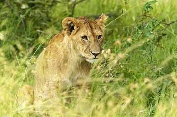 Obraz na płótnie Canvas Lions Masai Mara