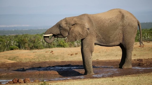 An African bull elephant drinking water at a waterhole