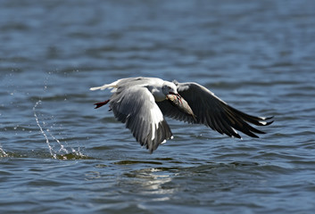 Seagull with fish