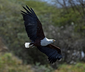 African fish eagle