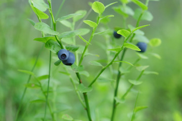 forest bilberry close up