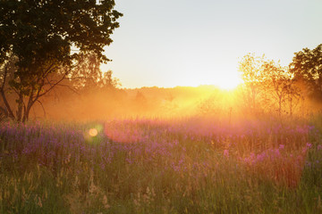 Obraz na płótnie Canvas countryside meadow in beautiful sunset