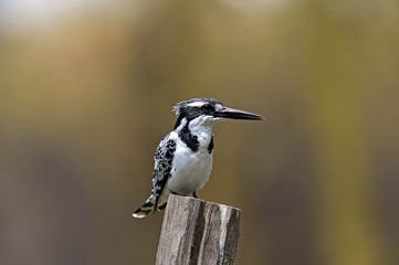Pied kingfisher in the national park lake Naivasha