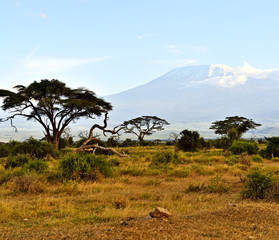 Obraz premium Afrykański krajobraz sawanny