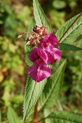 Impatiens roylei blossoming