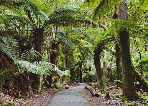 Tasmania Mt Field Disabled fern trees