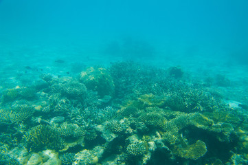 Naklejka na ściany i meble Beautiful Coral reef