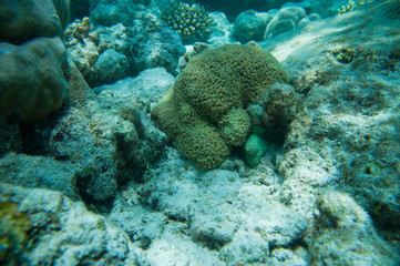 Naklejka na ściany i meble Beautiful soft coral reef